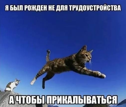 Кот в прыжке с подписью «Я был рожден не для трудоустройства, а чтобы прикалываться»