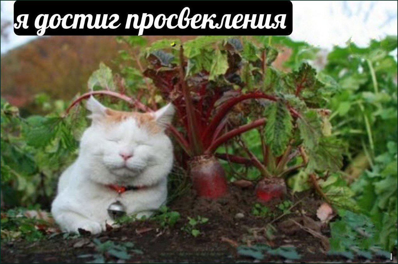 Белый кот спокойно сидит в огороде среди свёклы с надписью «Я достиг просвещения».