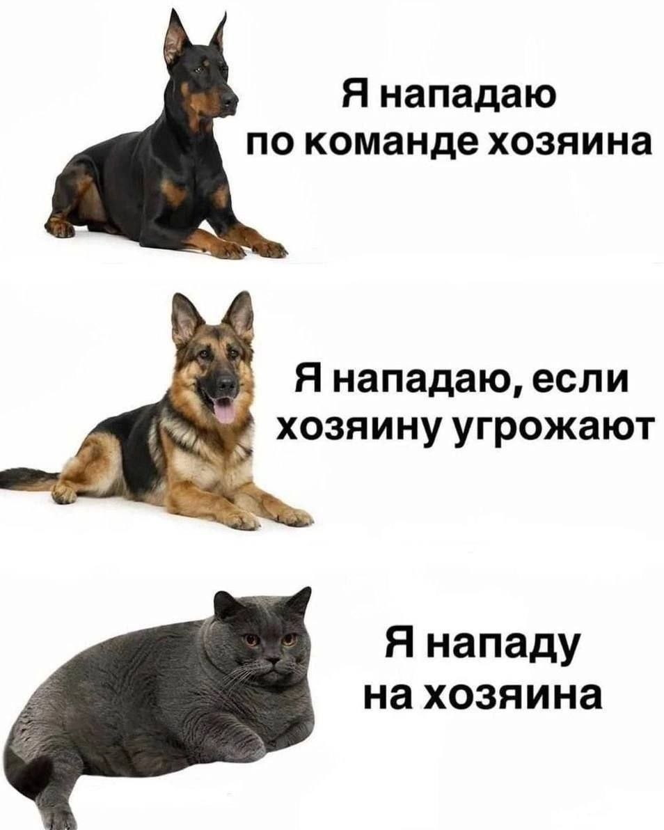 Доберман и овчарка защищают хозяина, а серый кот честно предупреждает: «Я нападу на хозяина».
