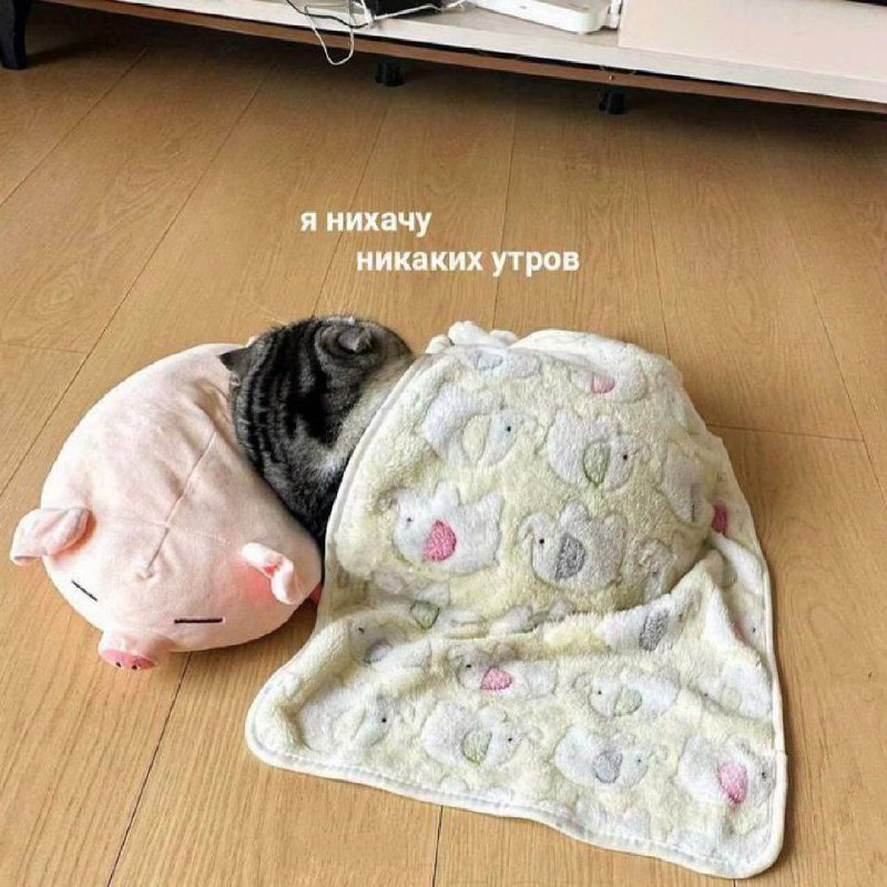 Я нихачу никаких утром Кот, спрятавший мордочку в плюшевую игрушку и плед, чтобы не видеть утро