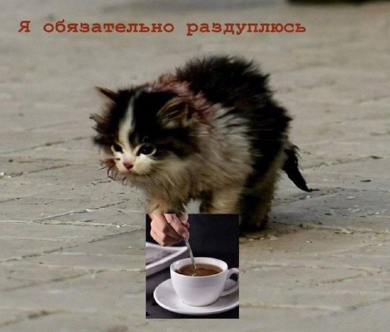 Я обязательно раздуплюсь Котёнок пьёт кофе, чтобы раздуплиться.