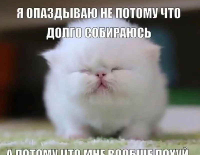 Белый пушистый кот с закрытыми глазами и надписью о том, что он опаздывает не из-за долгих сборов, а потому что ему вообще всё равно.