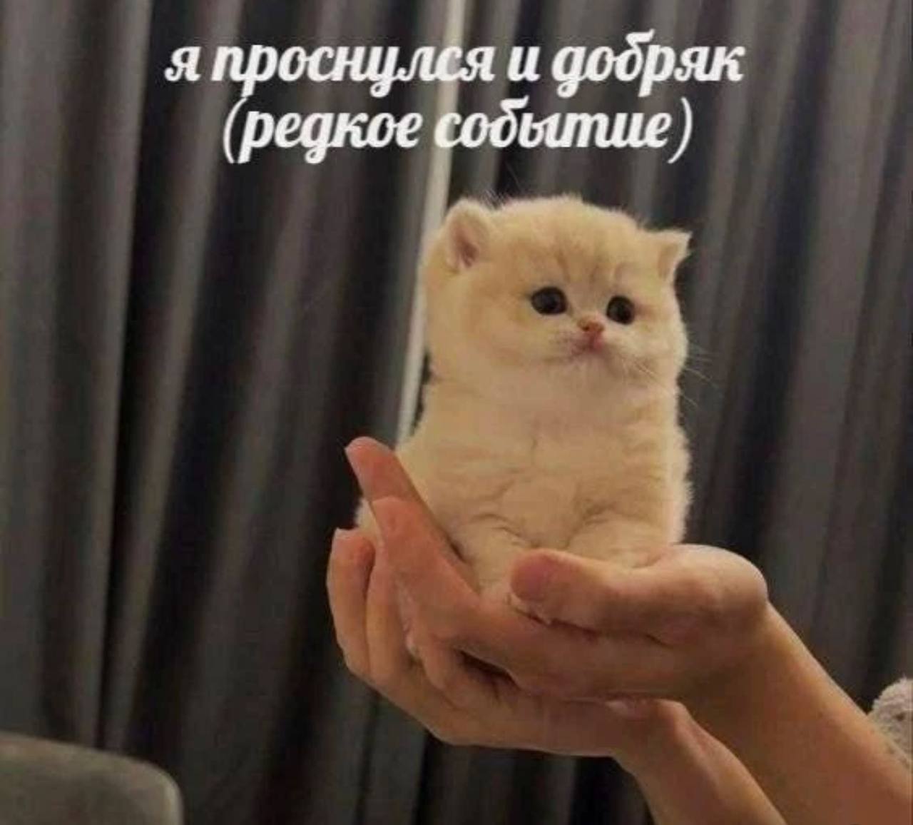 Я проснулся и добряк Маленький, пушистый котенок персикового цвета сидит на ладонях, над ним текст: "Я проснулся и добряк (редкое событие)"