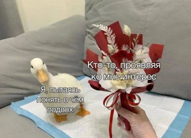 Я, пытаясь понять в чём подвох Утёнок пытается понять, в чём подвох, когда кто-то проявляет к нему интерес и дарит букет цветов.