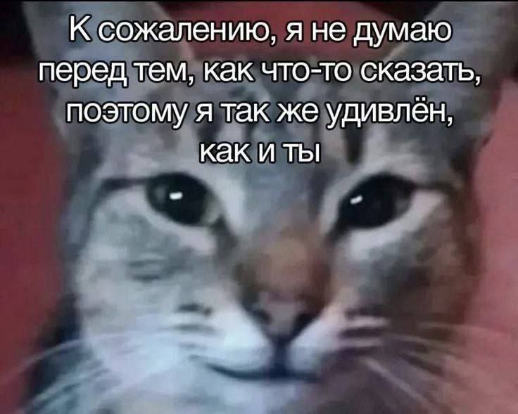 Я так же удивлен, как и ты Кот, который не думает перед тем, как что-то сказать, и сам удивлен, как и ты