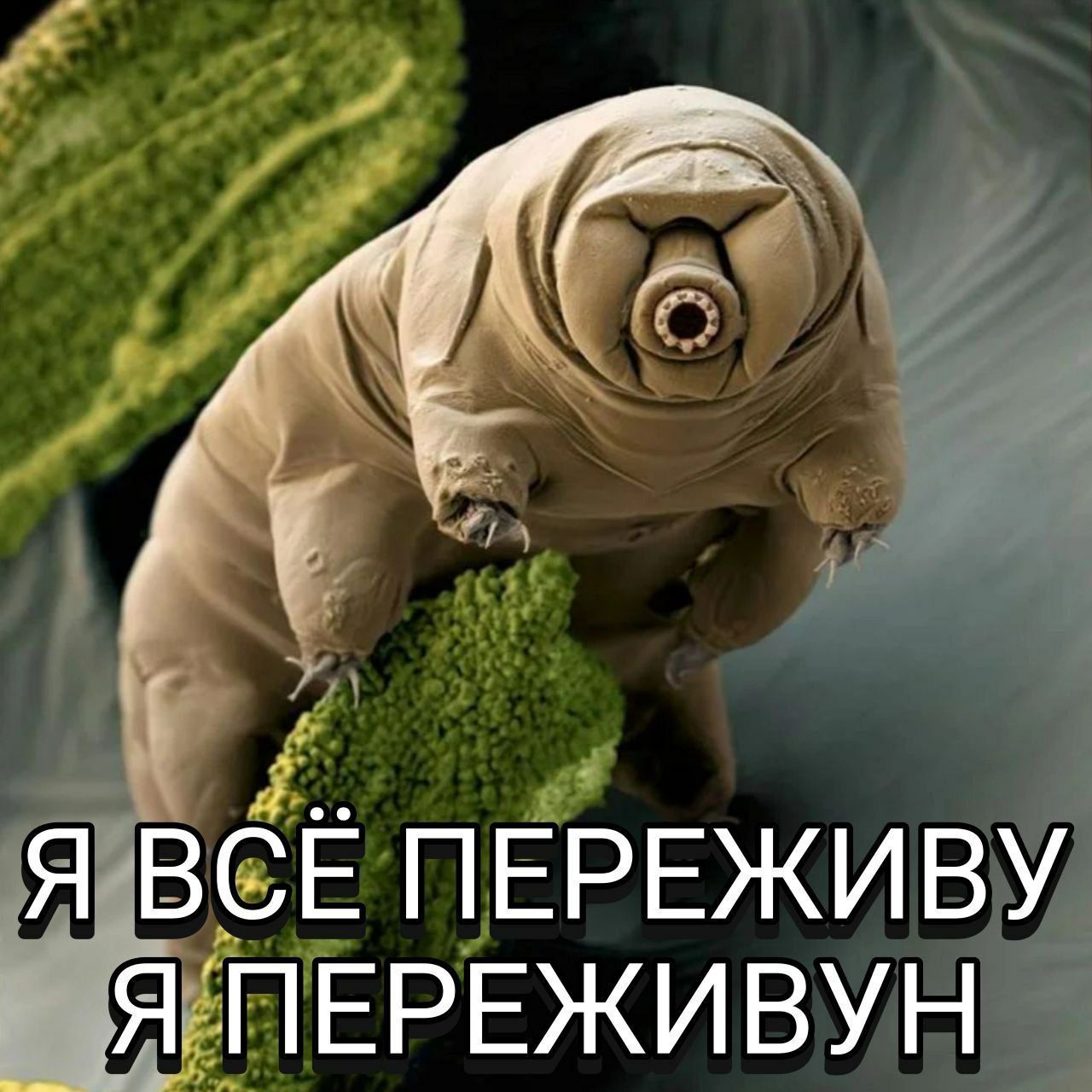 Я всё переживу, я переживун Фотография тихоходки с надписью «Я всё переживу, я переживун»