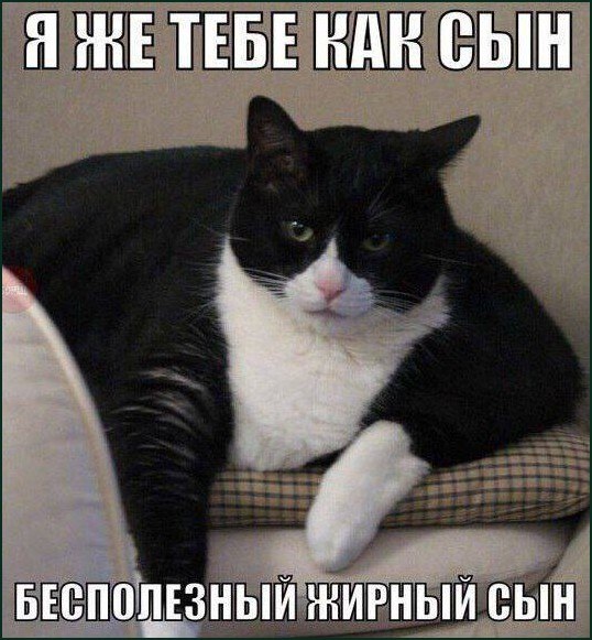 Недовольный черно-белый кот с подписью «Я же тебе как сын» и ответом «Бесполезный жирный сын».