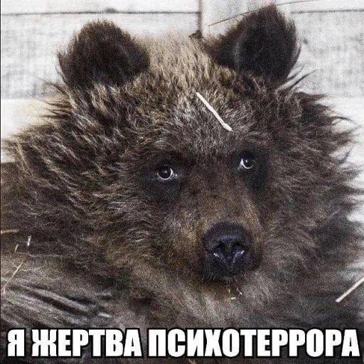 Я жертва психотеррора Фотография грустного медведя с надписью «Я жертва психотеррора»