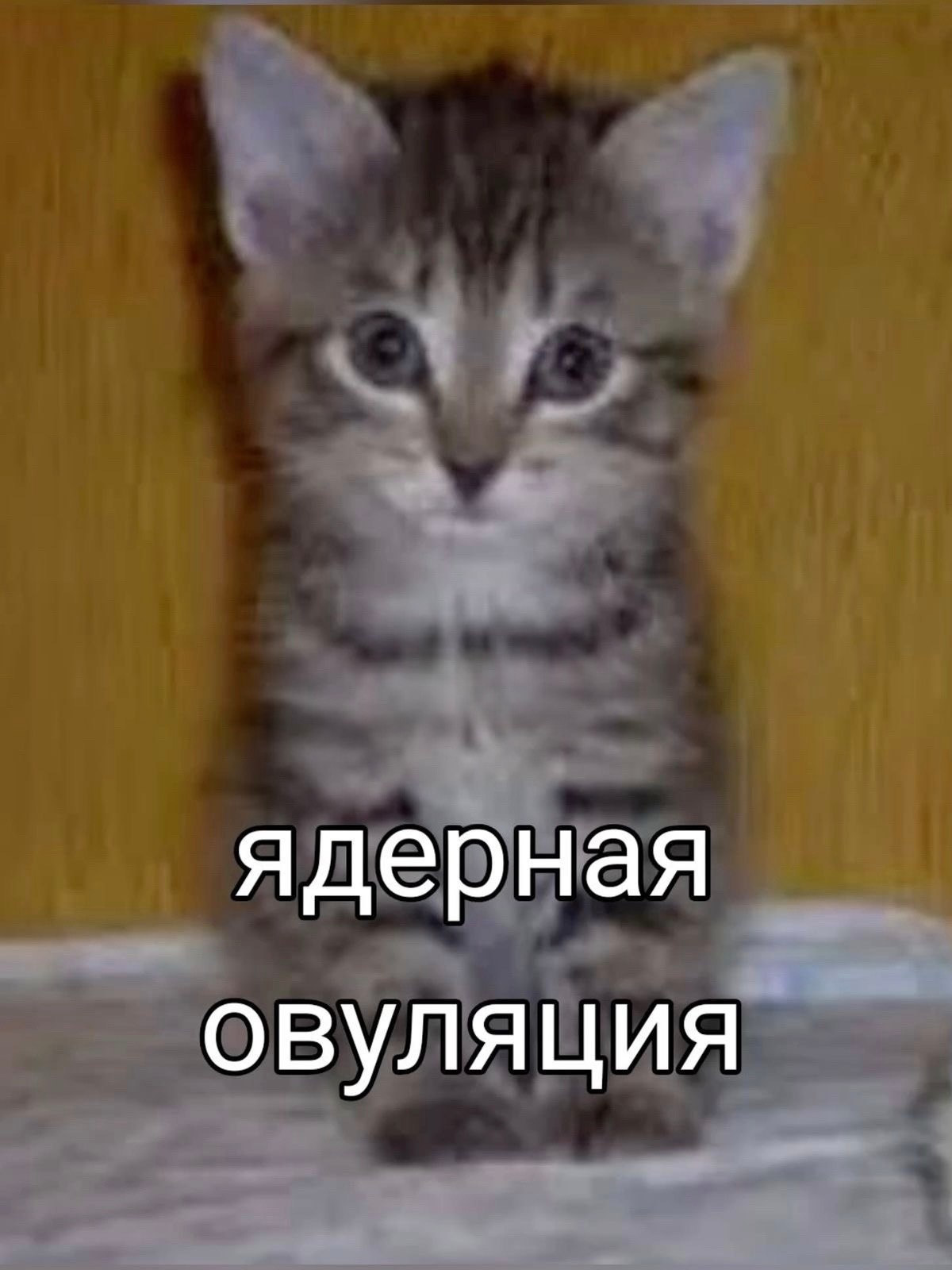 Серьёзный серый котёнок с большими глазами и надписью «Ядерная овуляция».