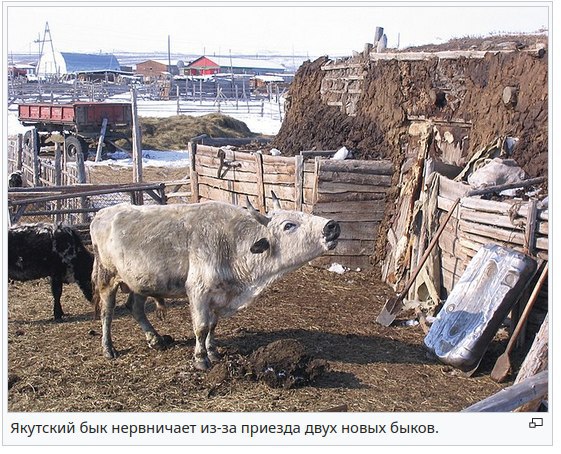Якутский бык нервничает из-за приезда двух новых быков Якутский бык нервничает из-за приезда двух новых быков
