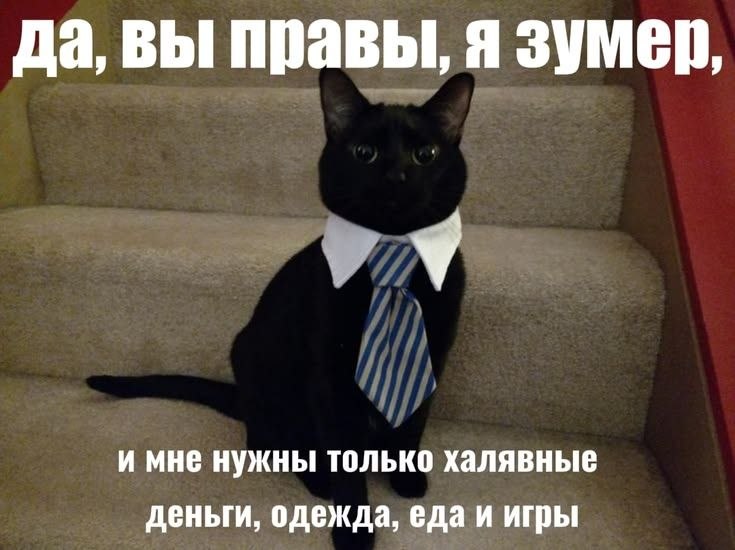 Серьёзный чёрный кот в рубашке и галстуке признаёт, что он зумер, и просит только халявные деньги, одежду, еду и игры.