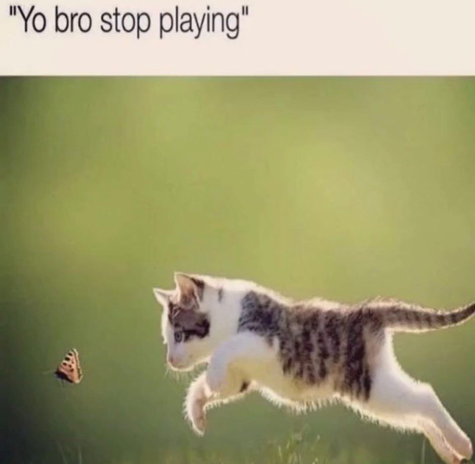 Yo bro stop playing Кот прыгает за бабочкой, пытаясь ее поймать, на фоне зеленого поля.