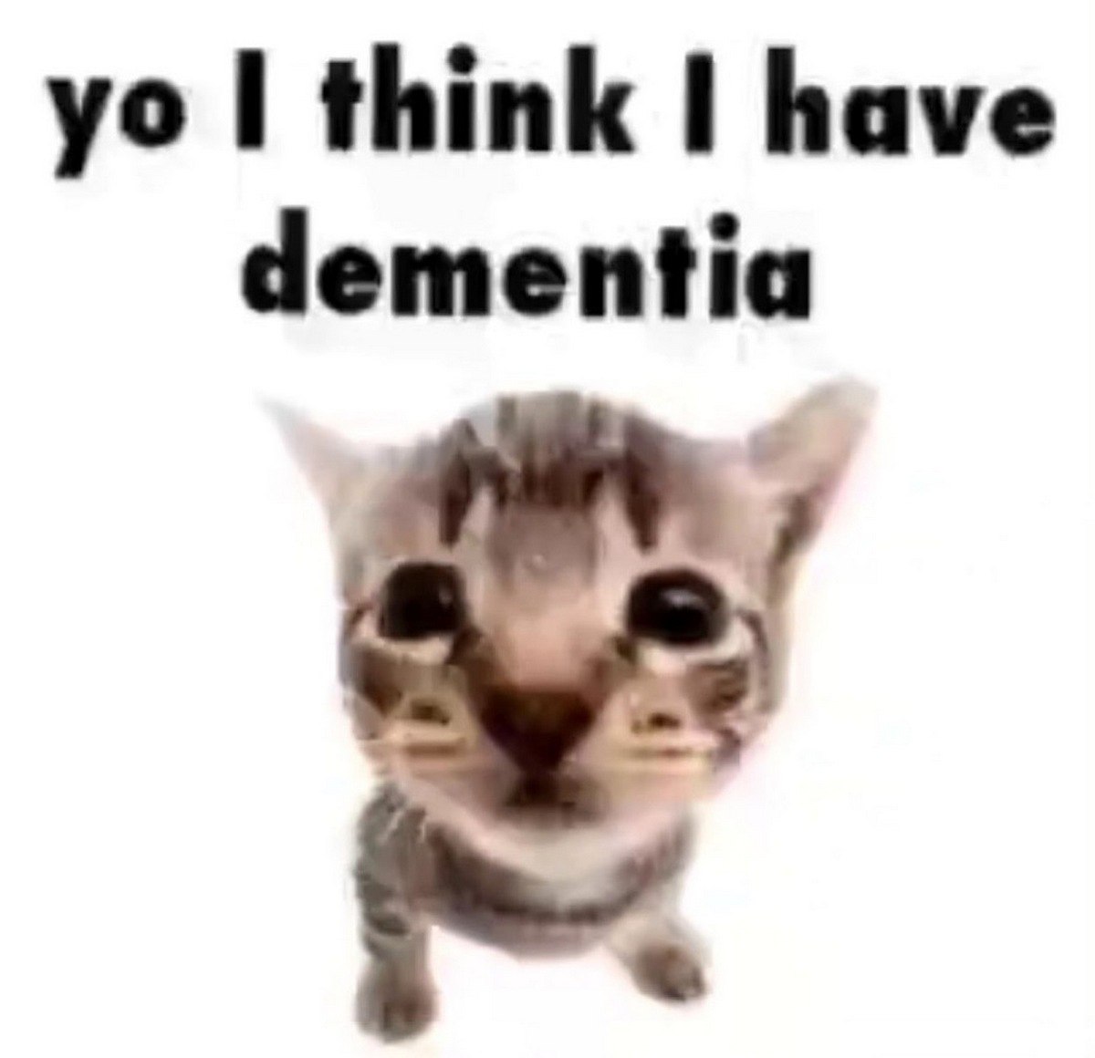 Yo I think I have dementia cat Котёнок с большими глазами и надписью «yo I think I have dementia»