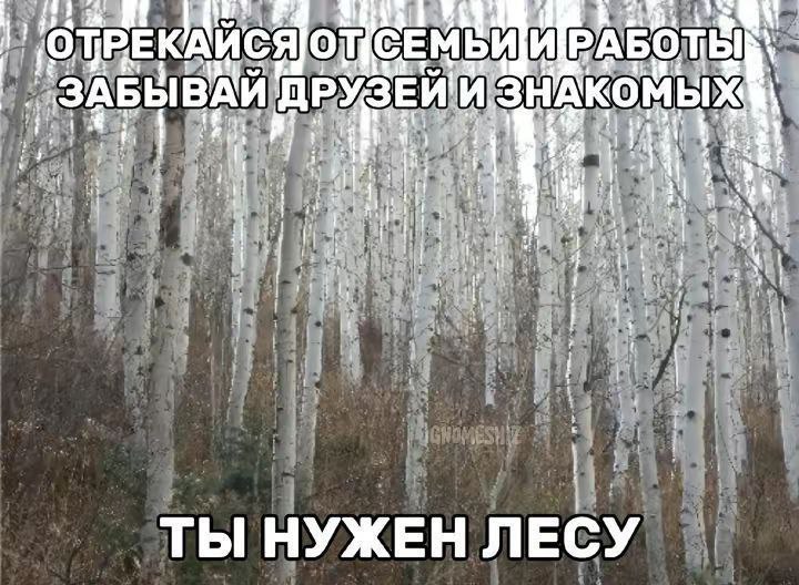 Ты нужен лесу Отрекись от всего и уходи в лес, ведь ты нужен лесу