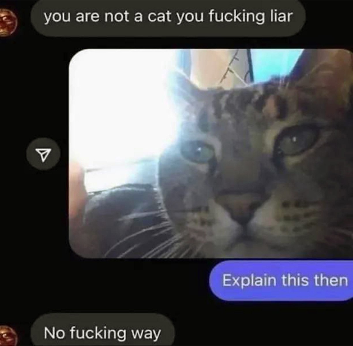 You are not a cat you fucking liar Переписка, в которой пользователь утверждает, что он кот, а затем отправляет свою фотографию