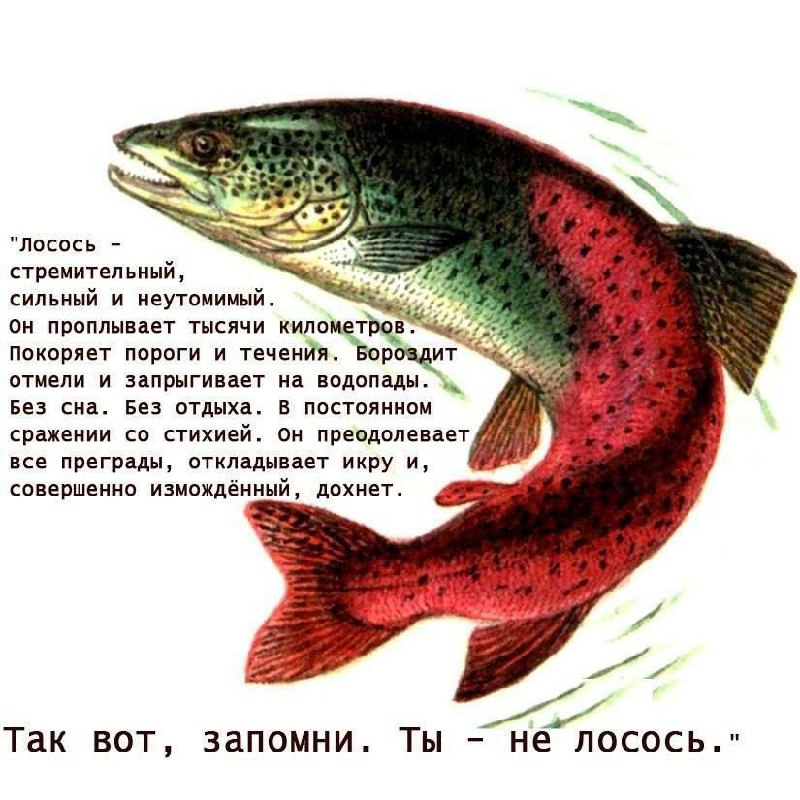 Ты не лосось Мем про лосося, который проплывает тысячи километров и дохнет, а человек — не лосось и должен отдыхать