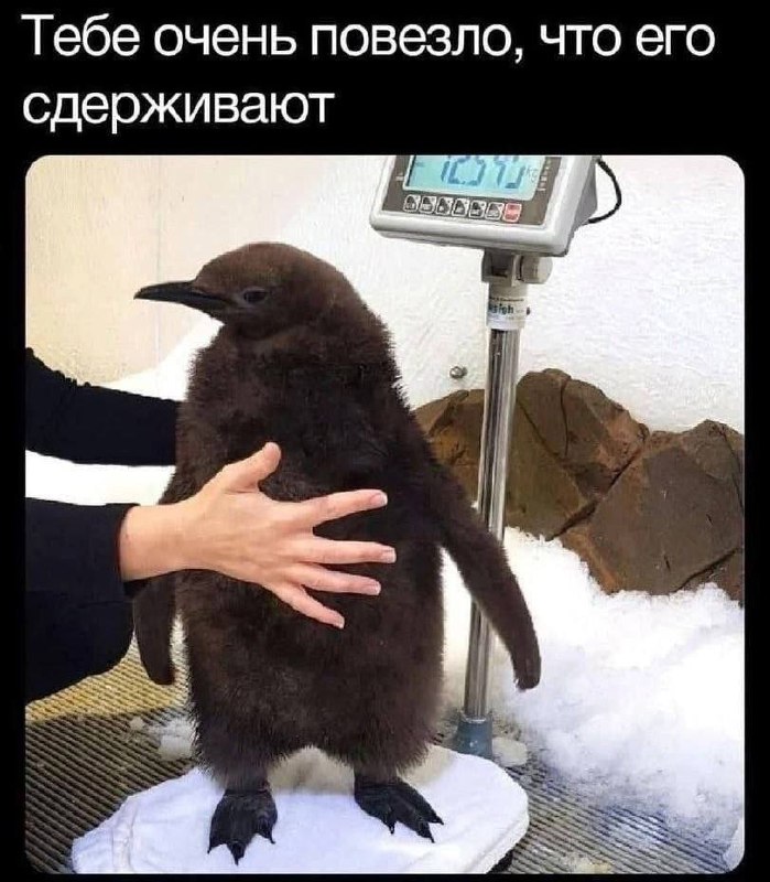 Тебе очень повезло, что его сдерживают Бурый пингвин на весах, которого держат люди