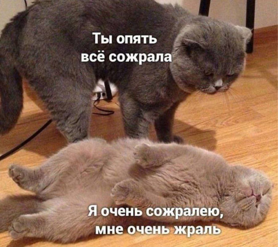 Ты опять всё сожрала Две кошки: одна "ругает" другую за то, что та все съела, а вторая "извиняется" и говорит, что ей очень хотелось есть