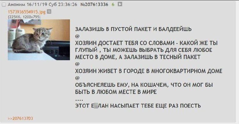Ты можешь выбрать для себя любое место в доме Кот, хозяин, пакет и объяснение