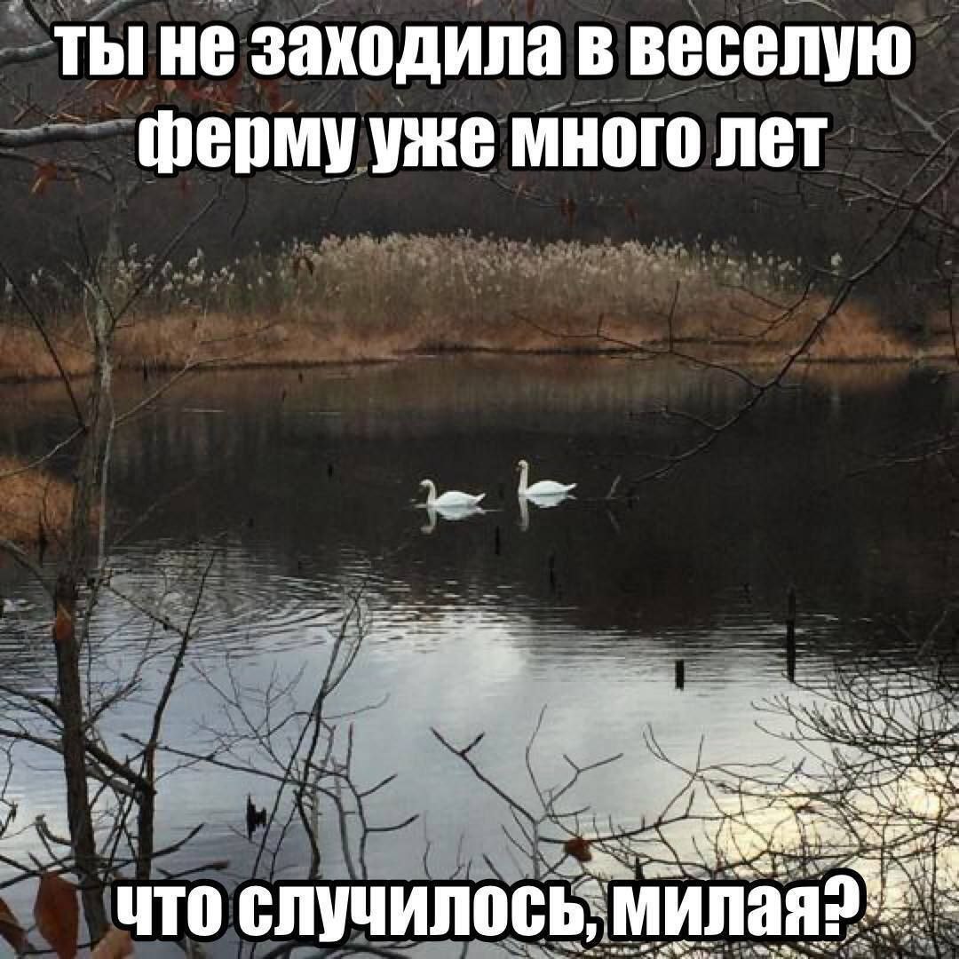 Ты не заходила в Веселую ферму уже много лет Мем с двумя лебедями, смотрящими на отражение в воде с текстом «Ты не заходила в Веселую ферму уже много лет. Что случилось, милая?»