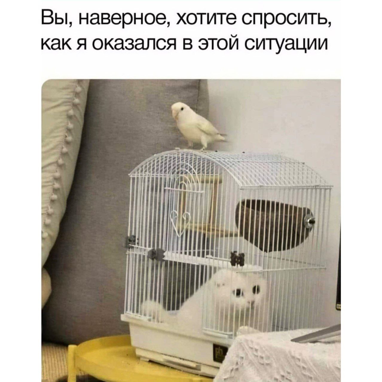 Вы, наверное, хотите спросить, как я оказался в этой ситуации Мем с котом в птичьей клетке и попугаем снаружи