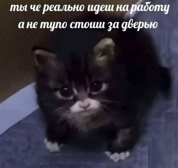 Ты че реально идешь на работу Черный котенок с удивленным взглядом и текстом "Ты че реально идешь на работу а не тупо стоишь за дверью".