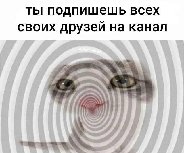 Ты подпишешь всех своих друзей на канал Кот с гипнотическими спиралями и надписью «Ты подпишешь всех своих друзей на канал»