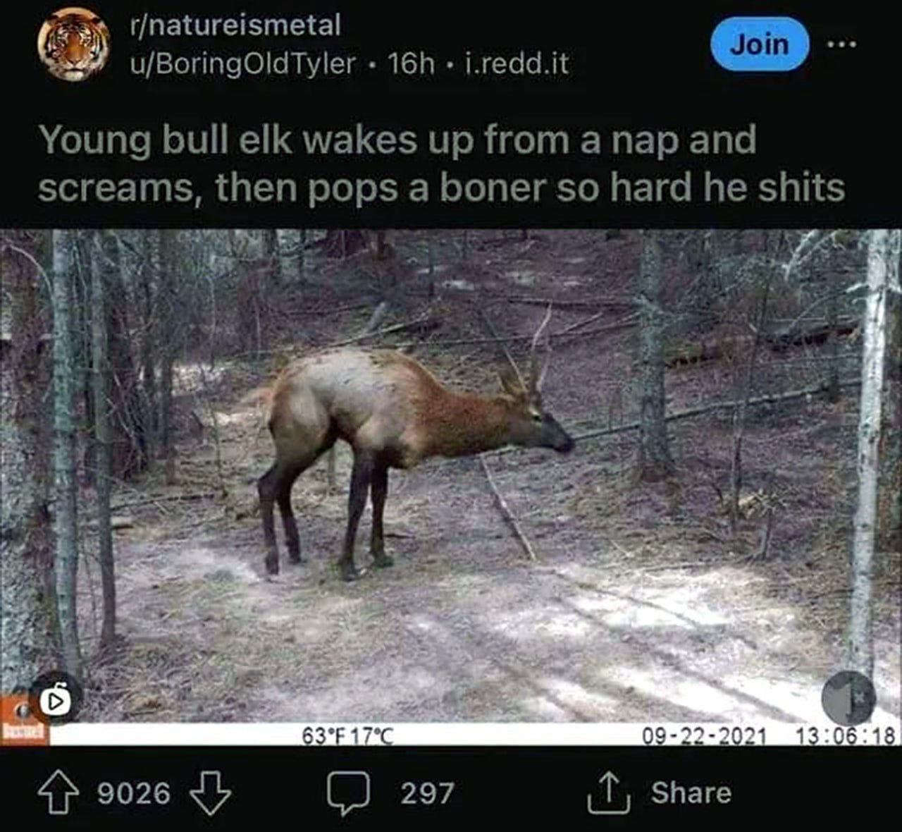 Young bull elk wakes up from a nap and screams, then pops a boner so hard he shits Молодой лось просыпается, кричит и испражняется после эрекции