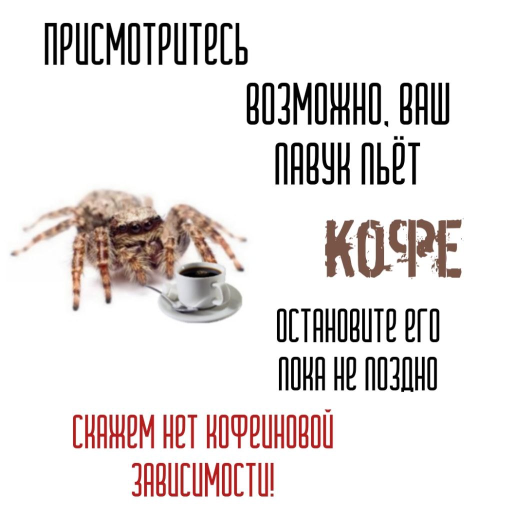 Ваш паук пьёт кофе Мем про паука, который пьёт кофе, и призыв остановить его пока не поздно, чтобы избежать кофейной зависимости