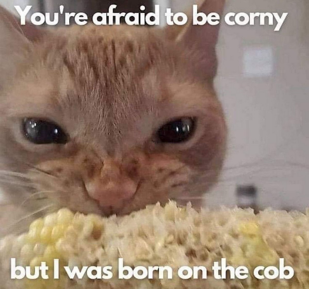 You're afraid to be corny but I was born on the cob Рыжий кот смотрит в камеру, жуя кукурузу с надписью: «You're afraid to be corny but I was born on the cob»