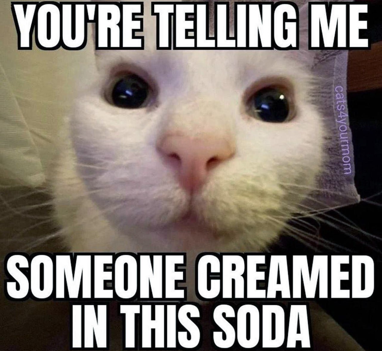 You're telling me someone creamed in this soda Мем с белым котом, удивленно смотрящим в кадр и текстом «You’re telling me someone creamed in this soda»
