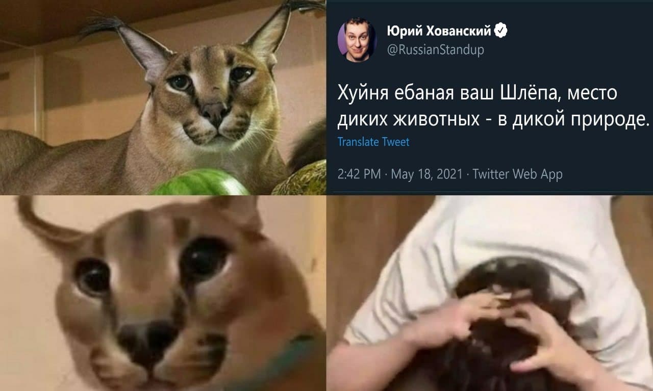 Юрий Хованский и Шлёпа Мем с котом Шлёпой и Юрием Хованским, где Хованский пишет, что Шлёпе место в дикой природе, а затем Шлёпа смотрит на него с грустью, а в конце Хованский в отчаянии хватается за голову.