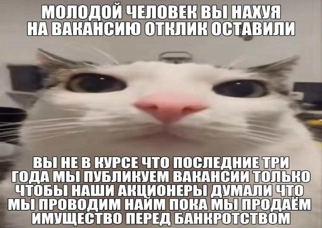 Недоумевающая кошка и работодатель, который признаётся, что публиковал вакансии ради видимости найма перед банкротством.
