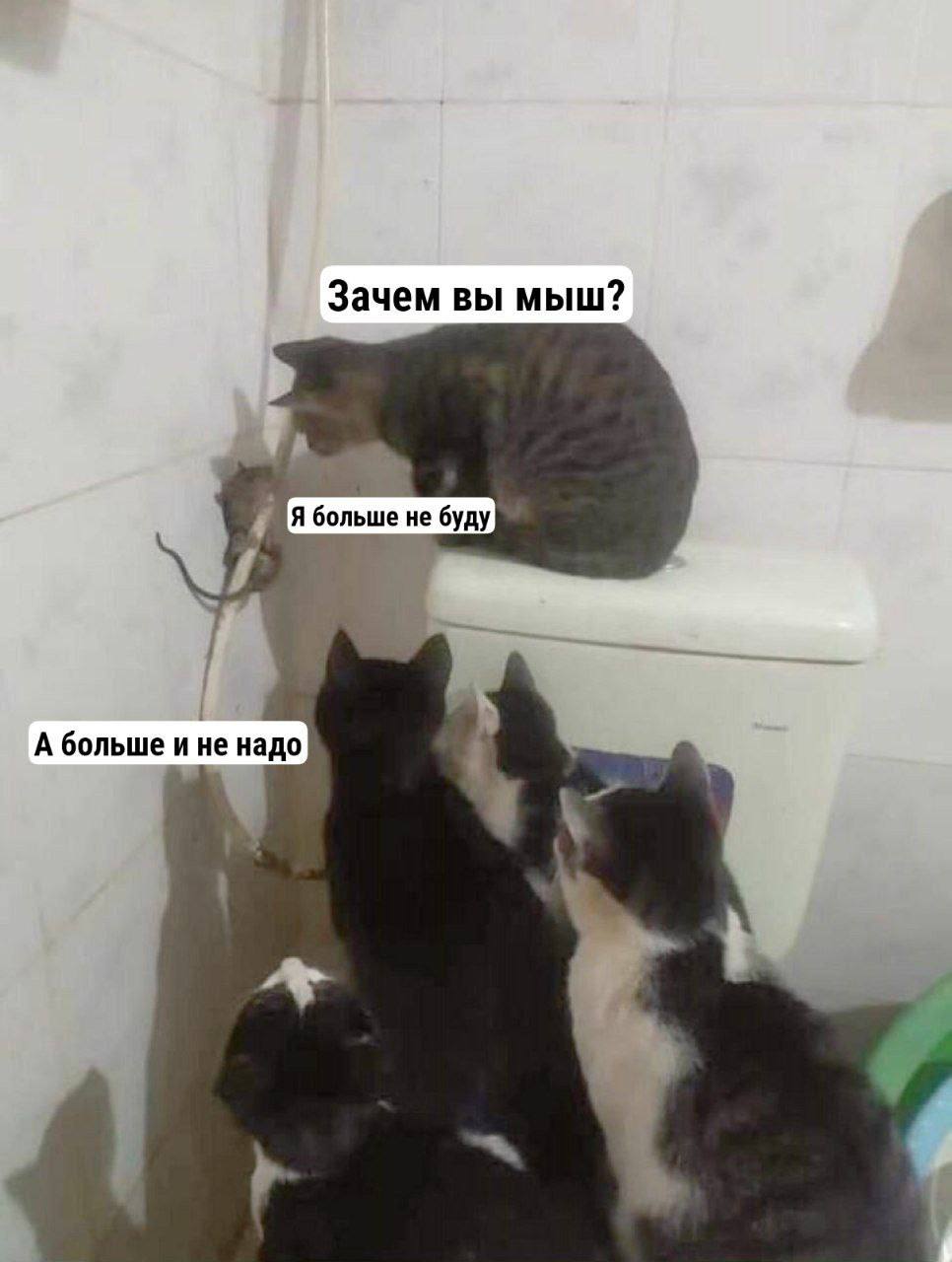Зачем вы мышь Кот допрашивает мышь, а другие коты наблюдают