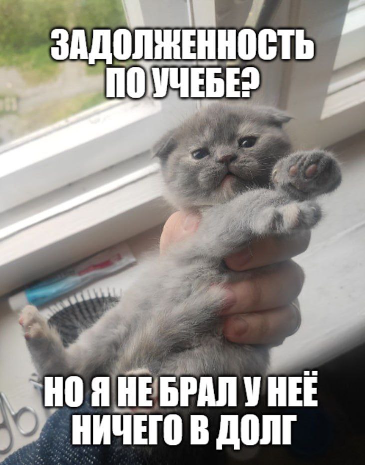 Задолженность по учебе? Мем с маленьким серым котёнком, которого держат на руках и задают вопрос о задолженности по учёбе, на что он отвечает, что ничего не брал в долг.