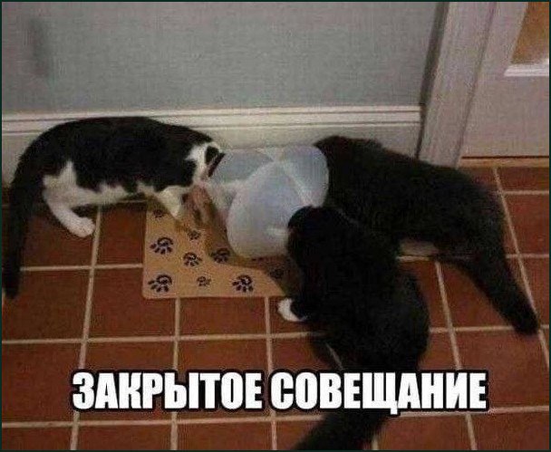 Закрытое совещание Три кошки, одна из которых в ветеринарном воротнике, собрались вместе, будто на «Закрытое совещание».