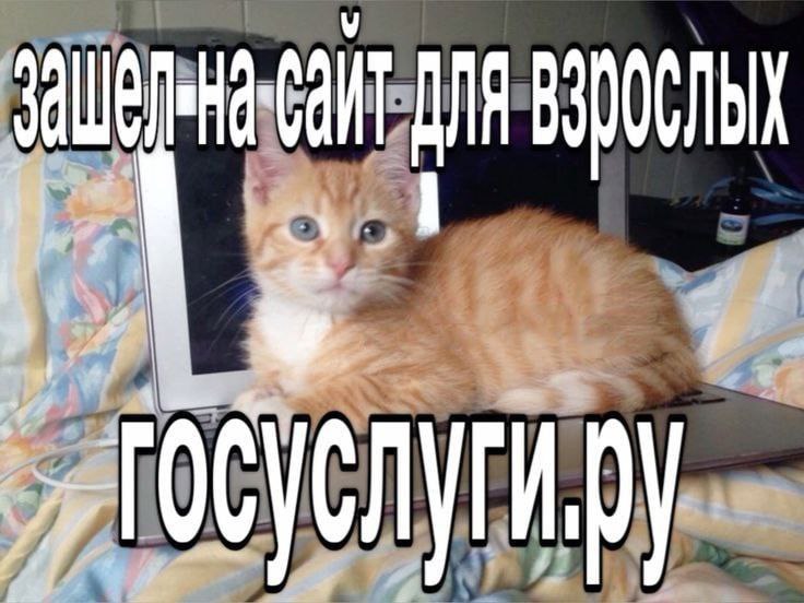 Зашел на сайт для взрослых — Госуслуги Рыжий котенок лежит на ноутбуке с надписью про Госуслуги вместо сайта для взрослых