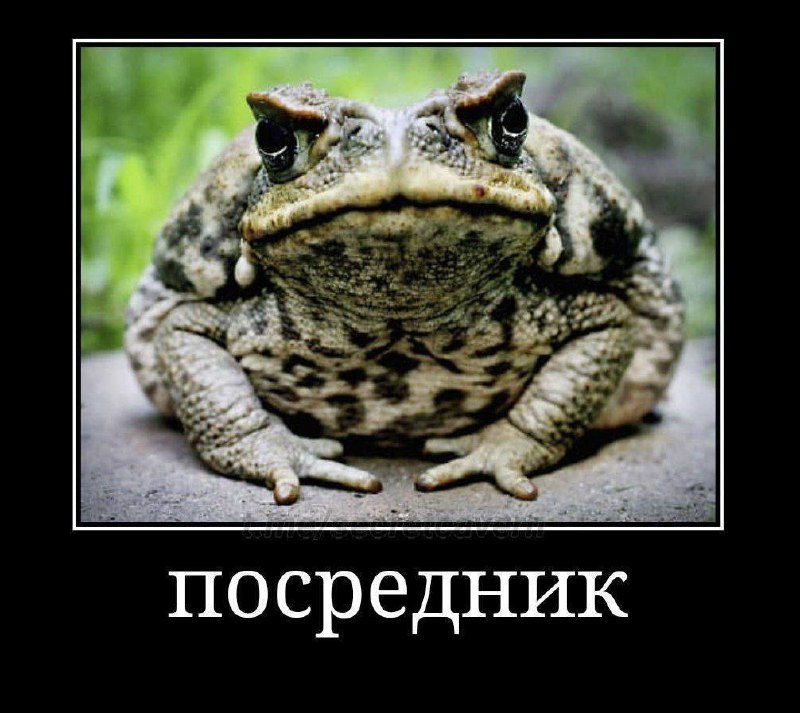 Жаба посредник Большая толстая жаба с надписью "Посредник"