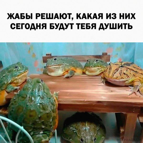Жабы решают, какая из них сегодня будут тебя душить Жабы решают, какая из них сегодня будут тебя душить