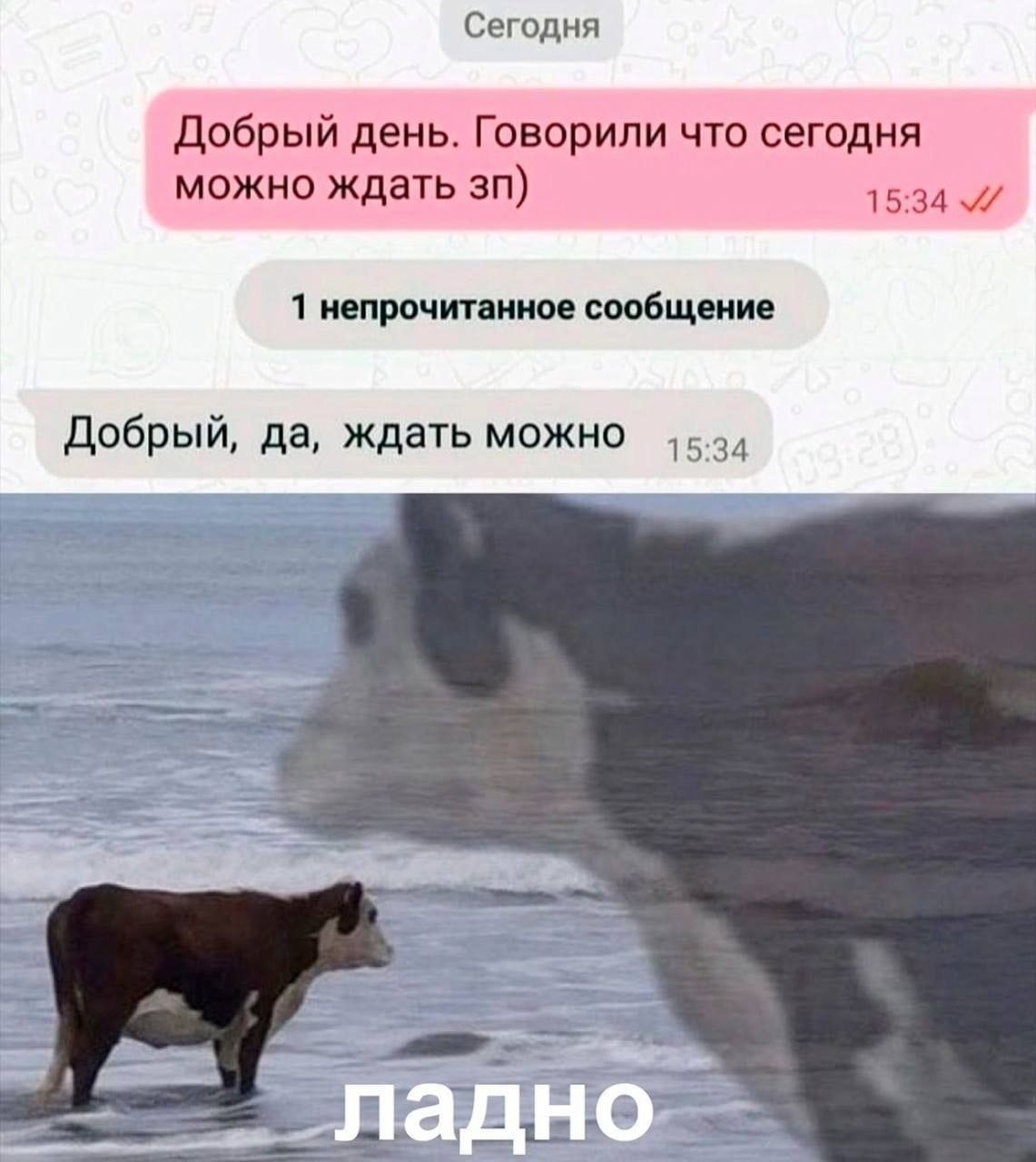 Скриншот переписки о зарплате с ответом «да, ждать можно» и коровой с надписью «ладно»