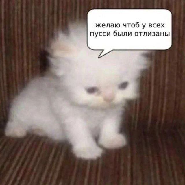 Желаю чтоб у всех пусси были отлизаны Очень милый и грустный белый котенок с надписью «Желаю чтоб у всех пусси были отлизаны»