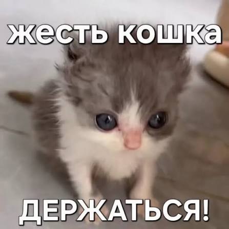 Милый растерянный котёнок с надписью «Жесть кошка, держаться!» — забавная реакция на шокирующую ситуацию.