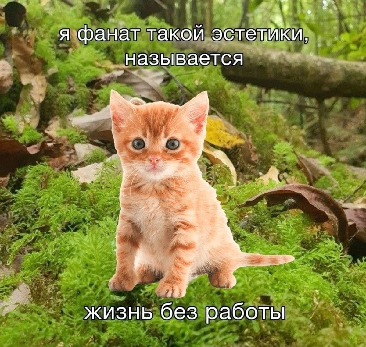 Рыжий котёнок на фоне лесного мха с надписью «я фанат такой эстетики, называется жизнь без работы»