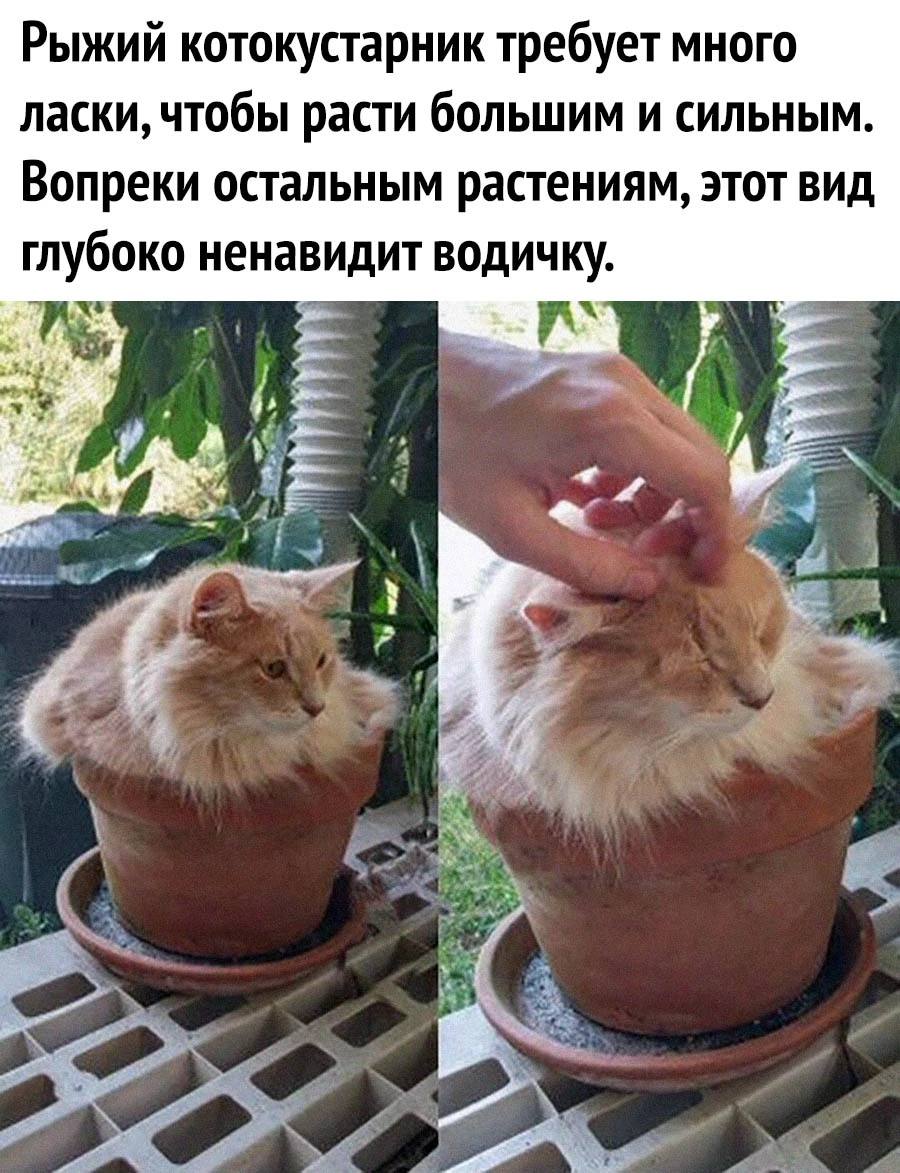 Рыжий кот сидит в цветочном горшке как растение, которому для роста нужны ласка и поглаживания, а не вода.