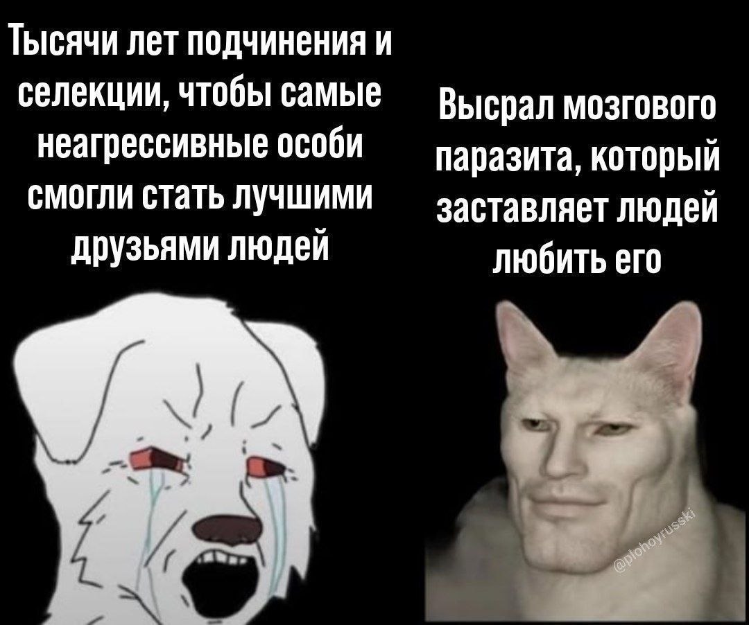 Плачущая собака и мускулистый кот: сравнение эволюции дружелюбия собак с паразитом, заставляющим людей любить кошек