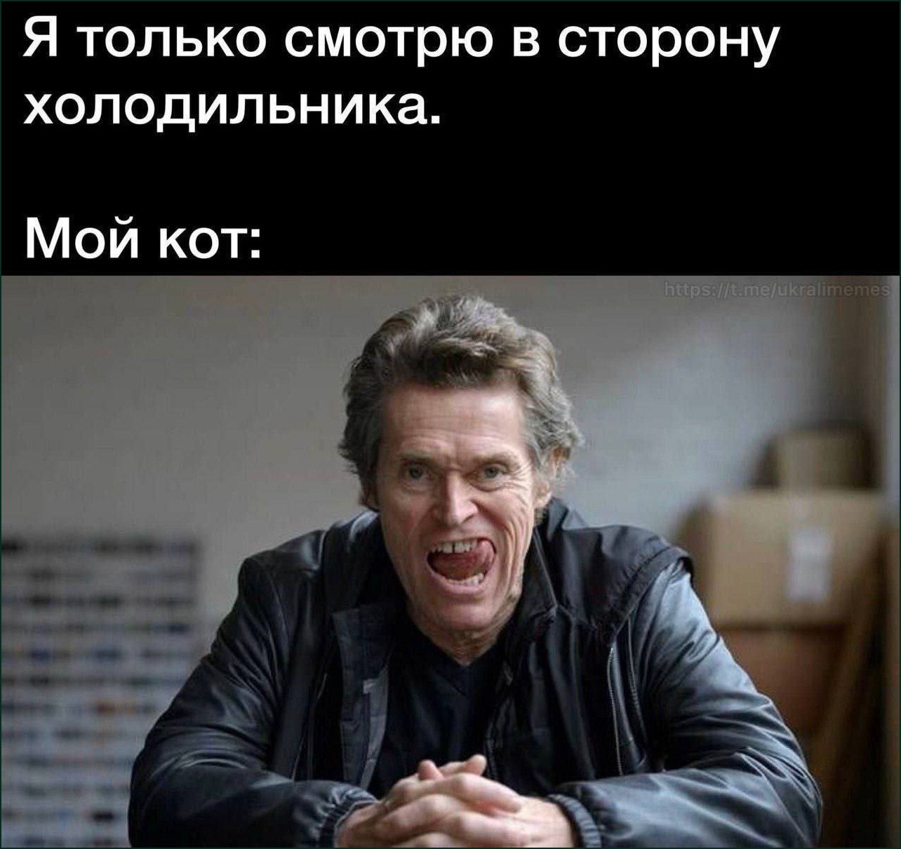 Когда ты просто посмотрел в сторону холодильника, а кот уже требует его открыть и покормить